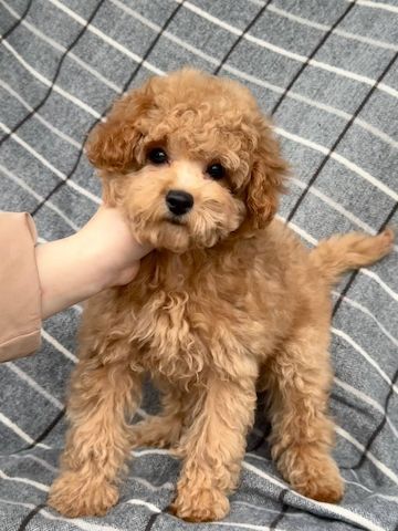 Maltipoo-Mädchen
