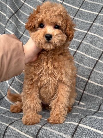Maltipoo-Mädchen
