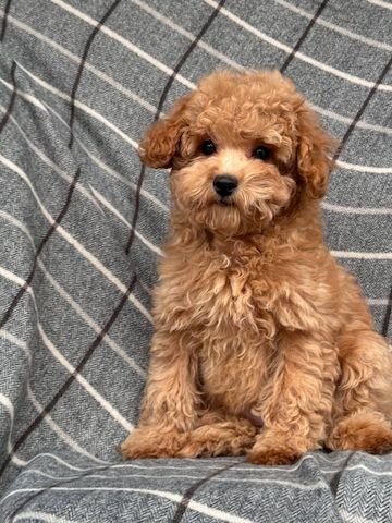 Maltipoo-Mädchen