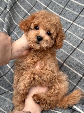 Maltipoo-Mädchen