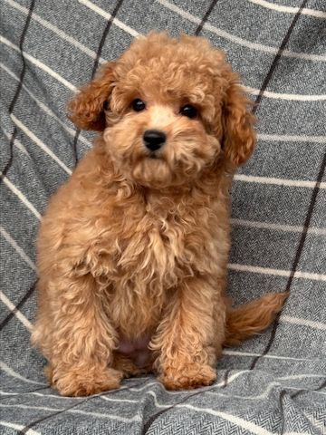 Maltipoo-Mädchen
