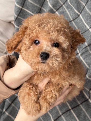 Maltipoo-Mädchen