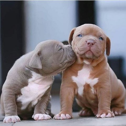 Süßen Blueline AmStaff/ Pitbull Terrier*