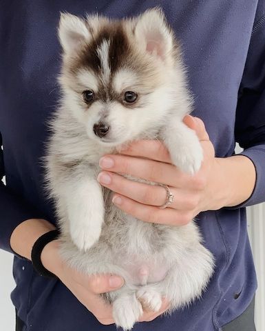 Reinrassige Pomsky Welpen