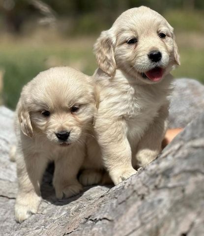 Golden Retriever Welpen – verspielt und liebevoll zu verkaufen