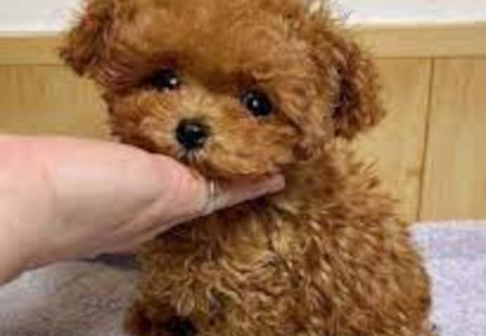 Toy und Zwerg Pudel welpen suchen neues Zuhause