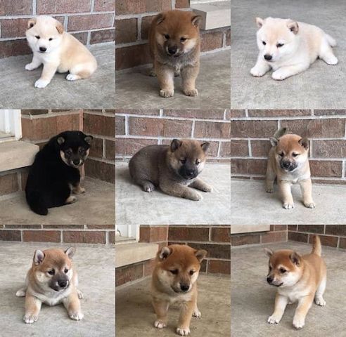 Zuckersüßer 12-wöchen Shiba Inu welpen