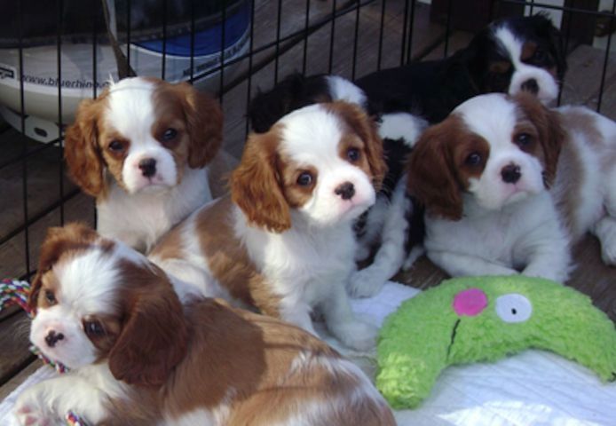 Cavalier King Charles Spaniel welpen suchen neues Zuhause