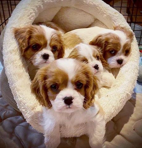 Reinrassiger Cavalier King Charles Spaniel Welpen