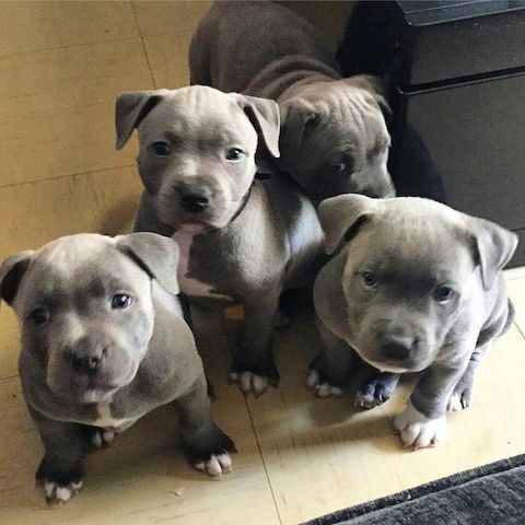 American pitbull welpen 12 wochen alt