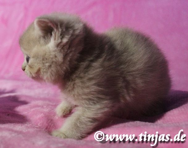 Britisch Kurzhaar Katzenbaby in fawn golden mit grünen Augen