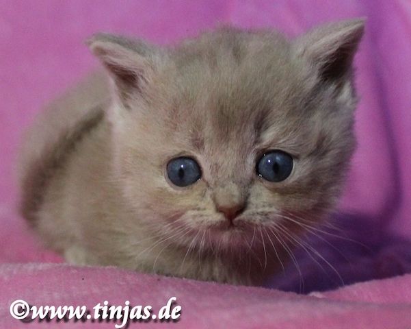 Britisch Kurzhaar Katzenbaby in fawn golden mit grünen Augen