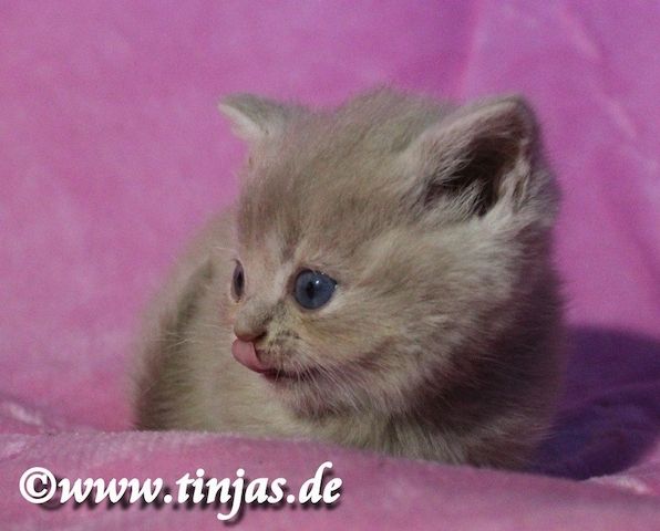 Britisch Kurzhaar Katzenbaby in fawn golden mit grünen Augen