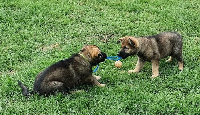 Deutscher Schäferhund welpen suchen neues Zuhause
