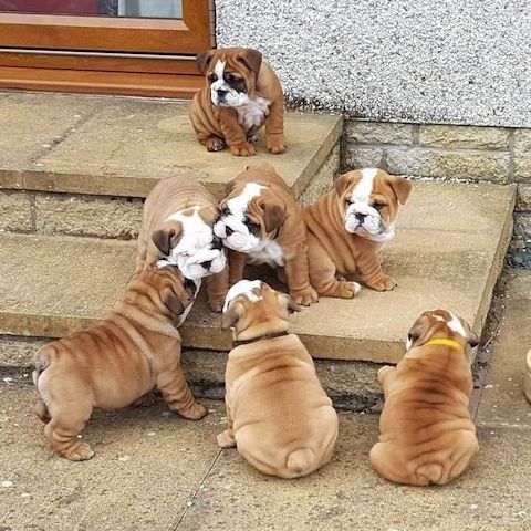 Englische Bulldogge Welpen-KOSTENLOS