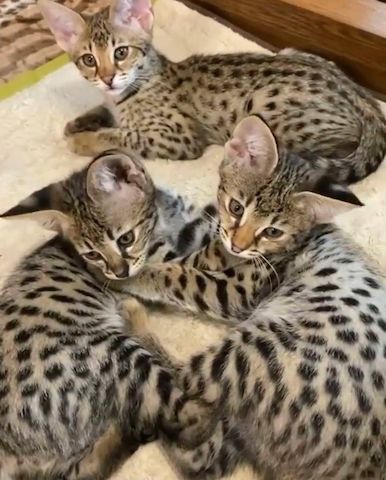 Süße Sibirische Katze-WHATSAPP: +4915510348975