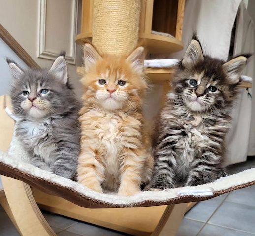 Maine Coon-WHATSAPP: +4915217519768