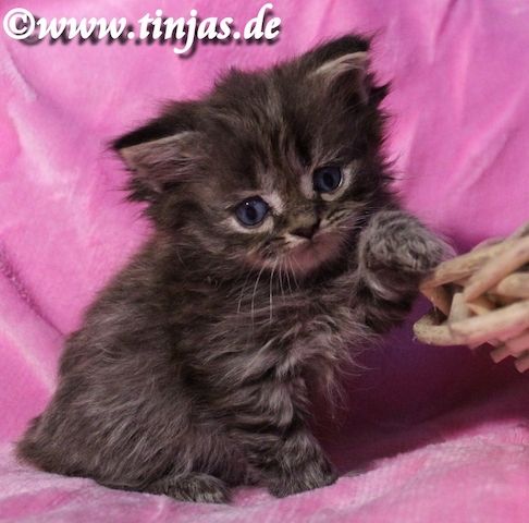 Britisch Langhaar Katzenbaby in golden tabby mit grünen Augen