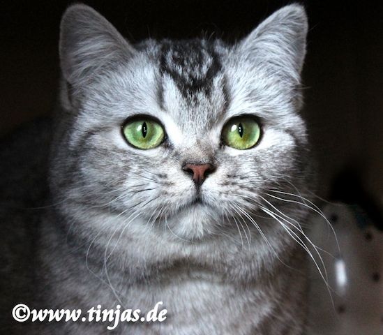 Traumhaft schönes Britisch Kurzhaar  Kater(chen) in black silver tabby-white mit grünen Augen