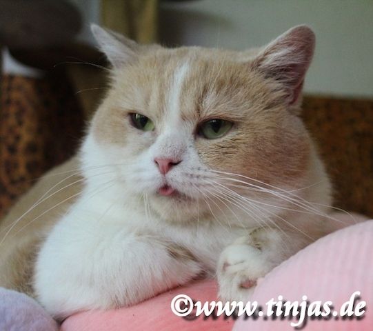 Traumhaft schönes Britisch Kurzhaar  Kater(chen) in black silver tabby-white mit grünen Augen