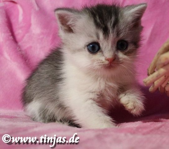 Traumhaft schönes Britisch Kurzhaar  Kater(chen) in black silver tabby-white mit grünen Augen