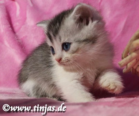 Traumhaft schönes Britisch Kurzhaar  Kater(chen) in black silver tabby-white mit grünen Augen