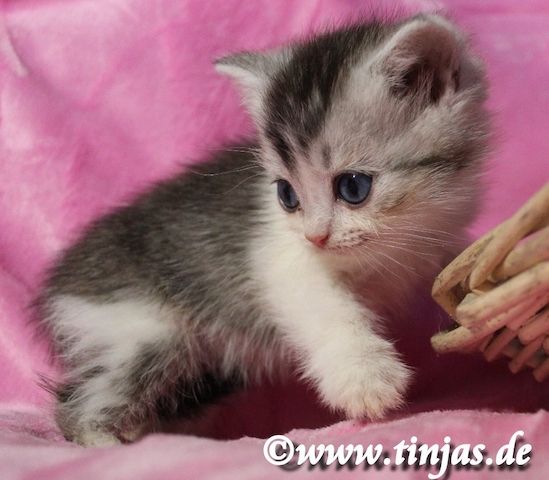 Traumhaft schönes Britisch Kurzhaar  Kater(chen) in black silver tabby-white mit grünen Augen