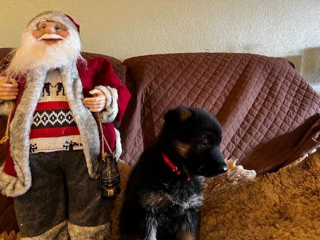 Deutsche Reinrassige Schäferhund Welpen mit geradem Rücken