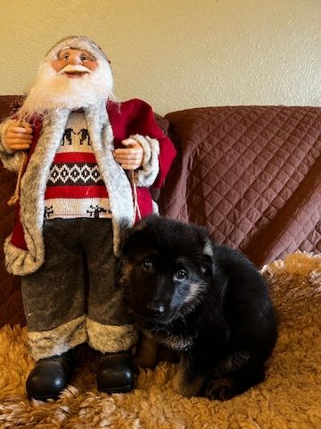 Deutsche Reinrassige Schäferhund Welpen mit geradem Rücken