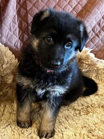 Deutsche Reinrassige Schäferhund Welpen mit geradem Rücken