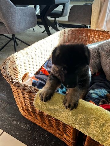 Deutsche Reinrassige Schäferhund Welpen mit geradem Rücken