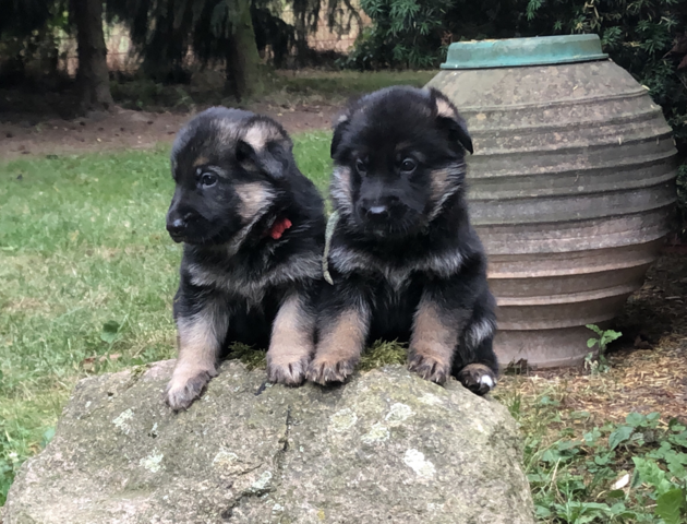 Deutsche Reinrassige Schäferhund Welpen mit geradem Rücken