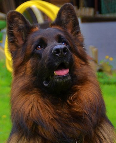 Deutsche Reinrassige Schäferhund Welpen mit geradem Rücken