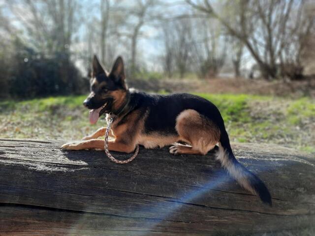 Deutsche Reinrassige Schäferhund Welpen mit geradem Rücken