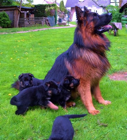 Deutsche Reinrassige Schäferhund Welpen mit geradem Rücken
