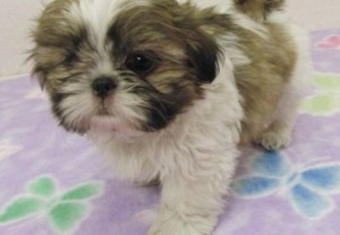 Shih Tzu-Welpen