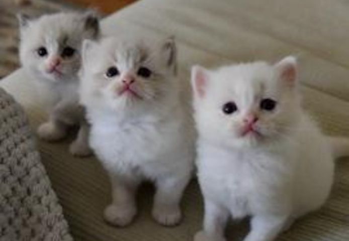 Zu Hause aufgezogene Ragdoll-Kätzchen