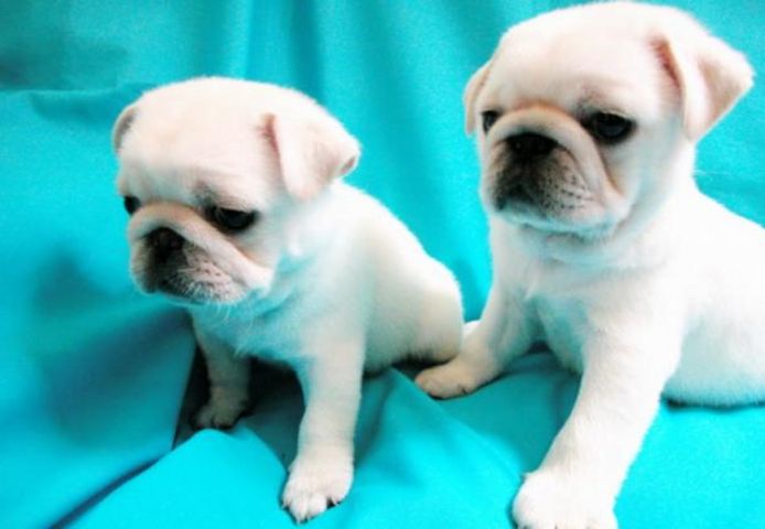 männliche und weibliche Mops-Welpen