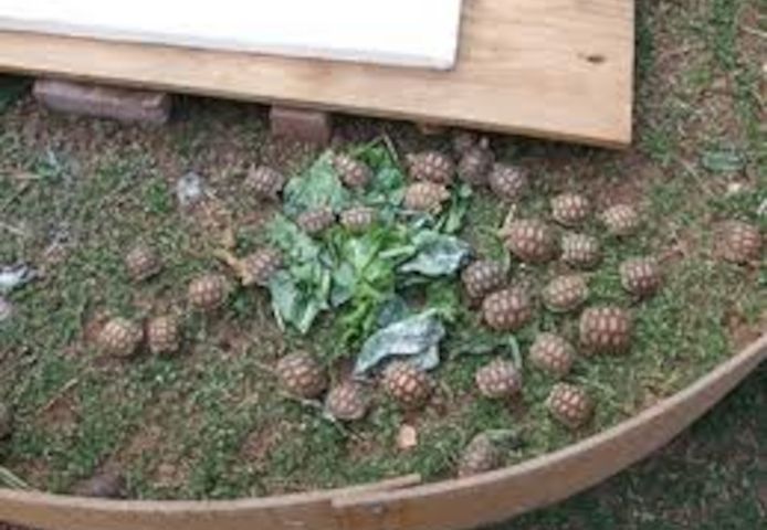 Schildkröten zu verkaufen