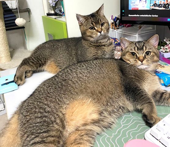 2x BKH Kätzchen Kater Katze Kitten Britisch Kurzhaar aus Dortmund