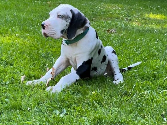 Welpen der Rasse Deutsche Dogge zum Verkauf