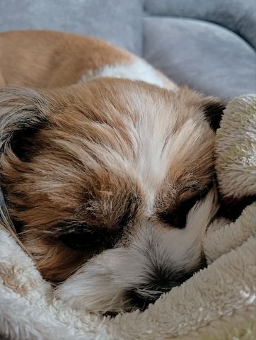Shih tzu welpe zu verkaufen