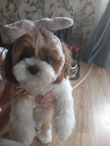Shih tzu welpe zu verkaufen
