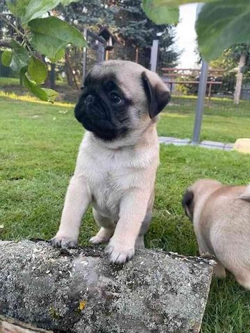 männliche und weibliche Mops-Welpen