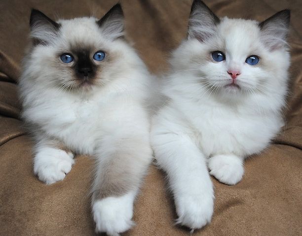 Zu Hause aufgezogene Ragdoll-Kätzchen