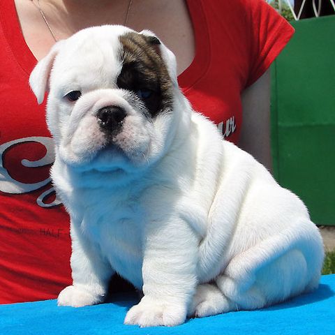 Französische Bulldoggenwelpen :Whats App: +49 15218927086