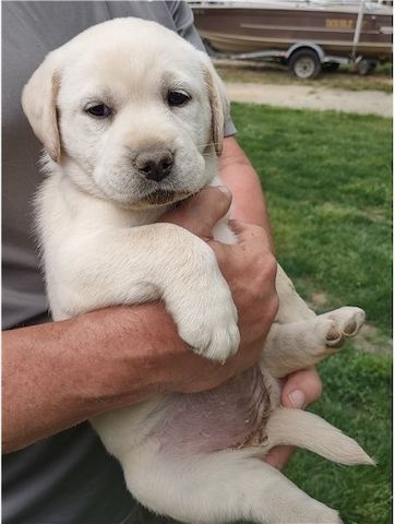 Labrador Welpe sucht ein Zuhause: Whats App: +49 15218927086