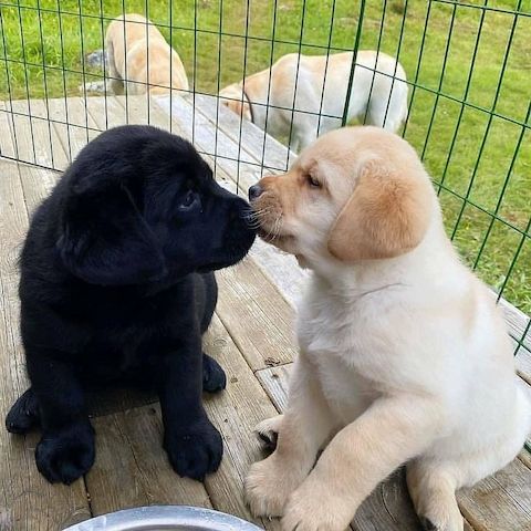 Labrador Welpen mit Ahntafel