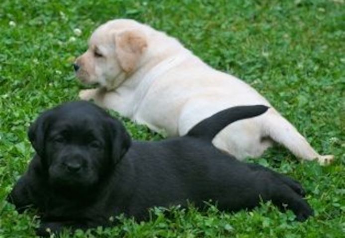 Labrador Welpen mit Ahntafel