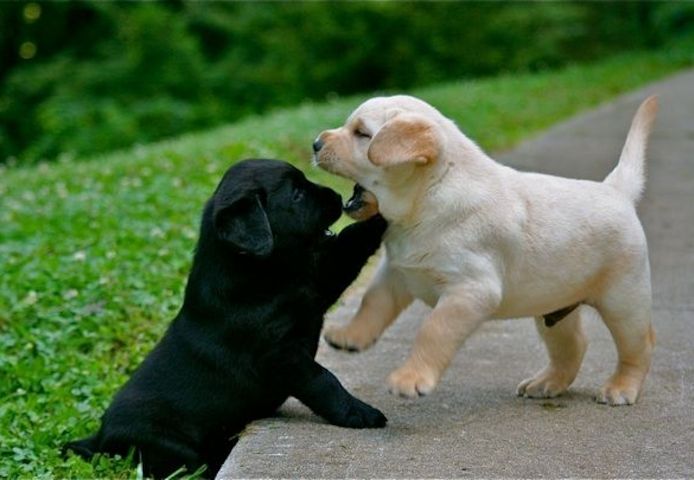 Labrador Welpen mit Ahntafel